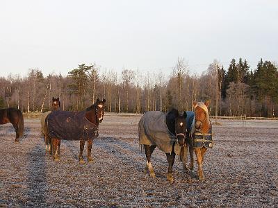 koulukisat07 ja syystalvi07 kuvia 048.jpg - Tarhassa